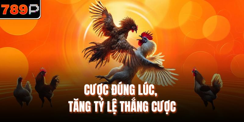Cược đúng lúc, tăng tỷ lệ thắng cược