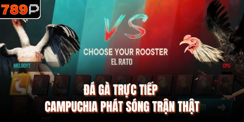 Đá gà trực tiếp Campuchia phát sóng trận thật