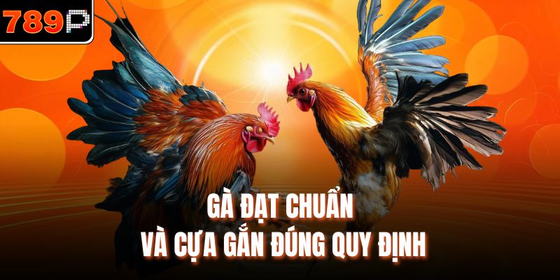 Gà đạt chuẩn và cựa gắn đúng quy định